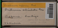 Badhamia affinis image